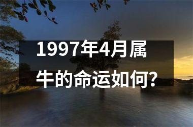 <h3>1997年4月属牛的命运如何？