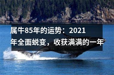 <h3>属牛85年的运势：2025年全面蜕变，收获满满的一年