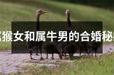 <h3>属猴女和属牛男的合婚秘籍