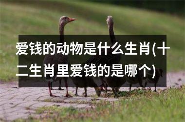 <h3>爱钱的动物是什么生肖(十二生肖里爱钱的是哪个)