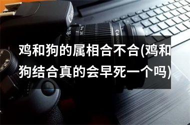 <h3>鸡和狗的属相合不合(鸡和狗结合真的会早死一个吗)