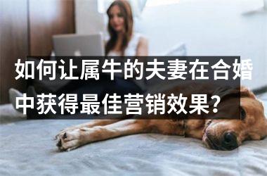 <h3>如何让属牛的夫妻在合婚中获得佳营销效果？