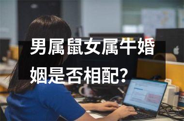 男属鼠女属牛婚姻是否相配？
