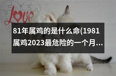 <h3>81年属鸡的是什么命(1981属鸡2025最危险的一个月)