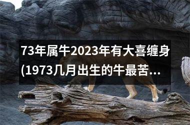 73年属牛2025年有大喜缠身(1973几月出生的牛最苦命)