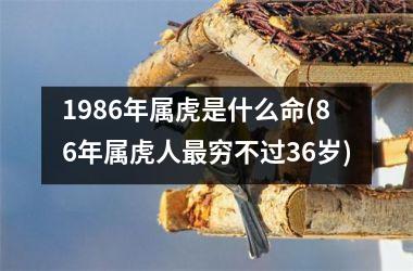 1986年属虎是什么命(86年属虎人最穷不过36岁)
