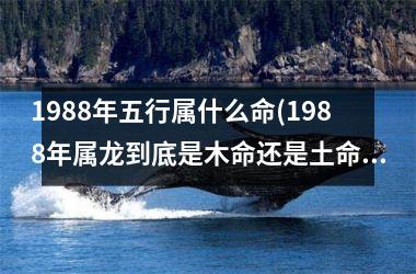 <h3>1988年五行属什么命(1988年属龙到底是木命还是土命)