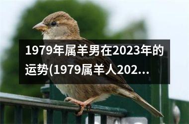 1979年属羊男在2025年的运势(1979属羊人2025年暴富)