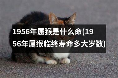 <h3>1956年属猴是什么命(1956年属猴临终寿命多大岁数)