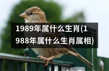 1989年属什么生肖(1988年属什么生肖属相)