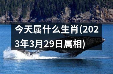 <h3>今天属什么生肖(2025年3月29日属相)