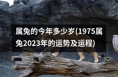 <h3>属兔的今年多少岁(1975属兔2025年的运势及运程)