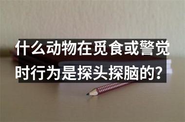 <h3>什么动物在觅食或警觉时行为是探头探脑的？