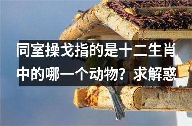 同室操戈指的是十二生肖中的哪一个动物?求解惑