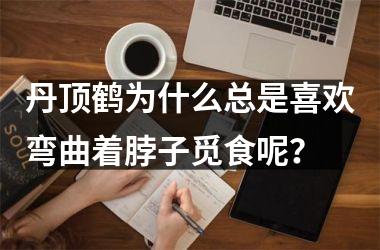 <h3>丹顶鹤为什么总是喜欢弯曲着脖子觅食呢？