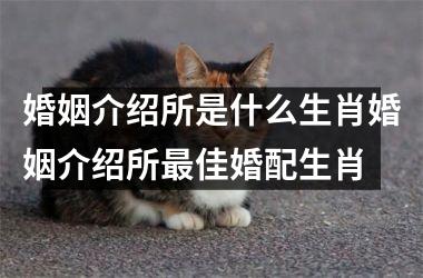 婚姻介绍所是什么生肖婚姻介绍所最佳婚配生肖