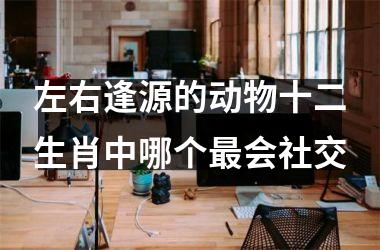 左右逢源的动物十二生肖中哪个最会社交