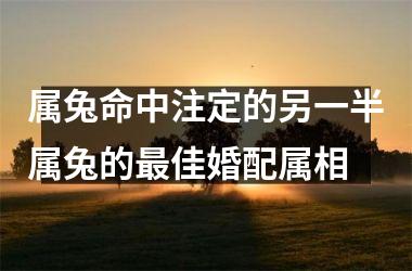 属兔命中注定的另一半属兔的最佳婚配属相
