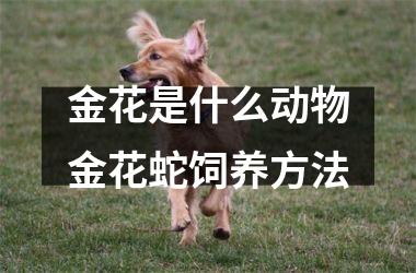 金花是什么动物金花蛇饲养方法