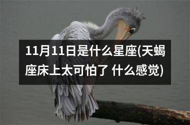 11月11日是什么星座(天蝎座床上太可怕了 什么感觉)