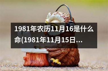 1981年农历11月16是什么命(1981年11月15日属鸡的是什么命)