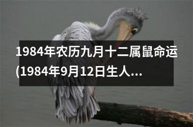 <h3>1984年农历九月十二属鼠命运(1984年9月12日生人命运详解)