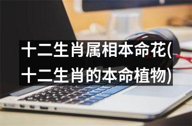 <h3>十二生肖属相本命花(十二生肖的本命植物)