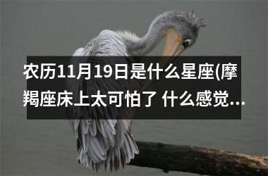 农历11月19日是什么星座(摩羯座床上太可怕了 什么感觉)