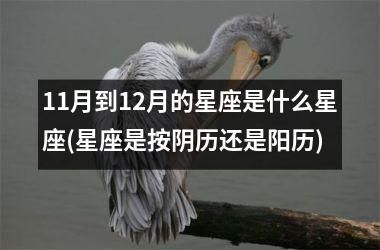<h3>11月到12月的星座是什么星座(星座是按阴历还是阳历)