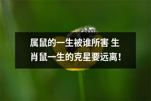 <h3>属鼠的一生被谁所害生肖鼠一生的克星要远离！