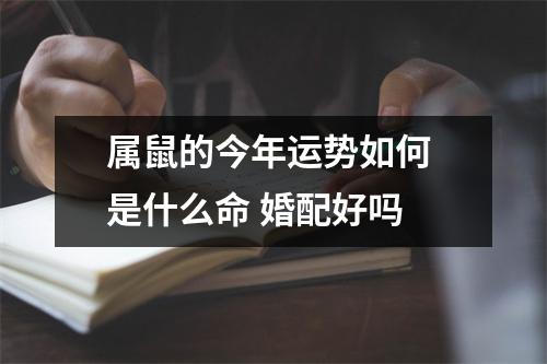 <h3>属鼠的今年运势如何是什么命婚配好吗