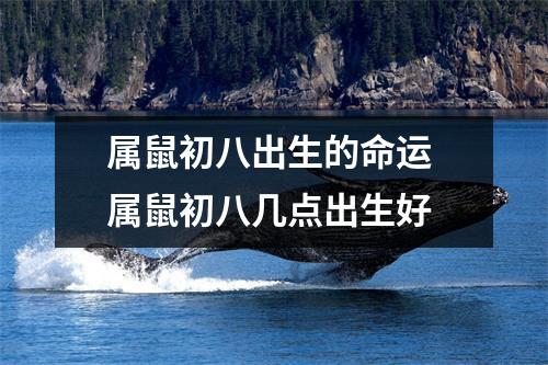 属鼠初八出生的命运属鼠初八几点出生好