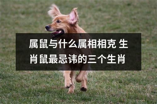 <h3>属鼠与什么属相相克生肖鼠忌讳的三个生肖