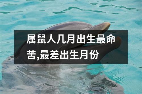 <h3>属鼠人几月出生命苦,差出生月份
