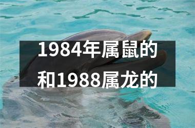 1984年属鼠的和1988属龙的