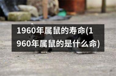 1960年属鼠的寿命(1960年属鼠的是什么命)