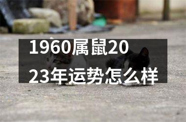 1960属鼠2023年运势怎么样