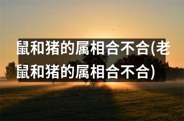 <h3>鼠和猪的属相合不合(老鼠和猪的属相合不合)