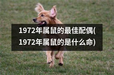 1972年属鼠的最佳配偶(1972年属鼠的是什么命)