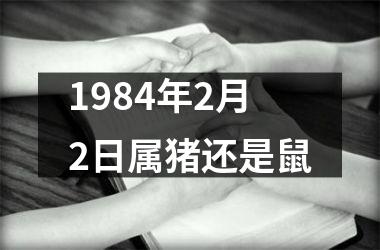 <h3>1984年2月2日属猪还是鼠