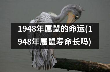 1948年属鼠的命运(1948年属鼠寿命长吗)