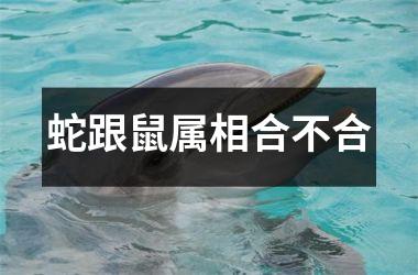 <h3>蛇跟鼠属相合不合