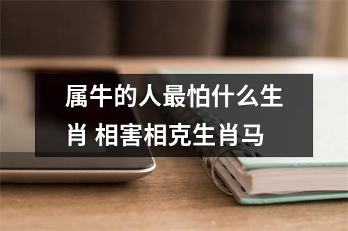 属牛的人怕什么生肖相害相克生肖马