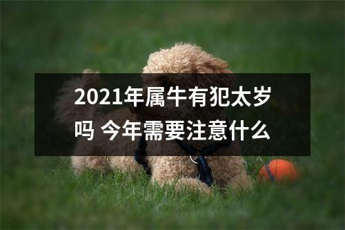 <h3>2025年属牛有犯太岁吗今年需要注意什么