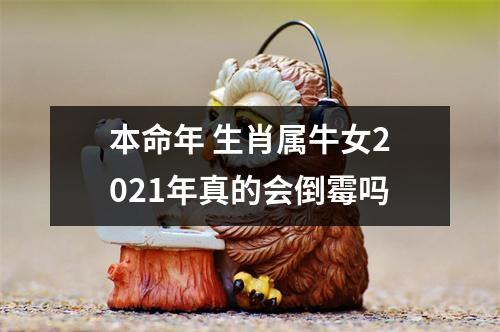 <h3>本命年生肖属牛女2025年真的会倒霉吗