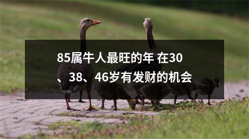 85属牛人旺的年在30、38、46岁有发财的机会