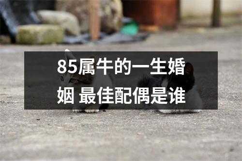 85属牛的一生婚姻佳配偶是谁