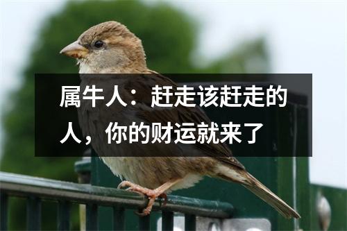<h3>属牛人：赶走该赶走的人，你的财运就来了