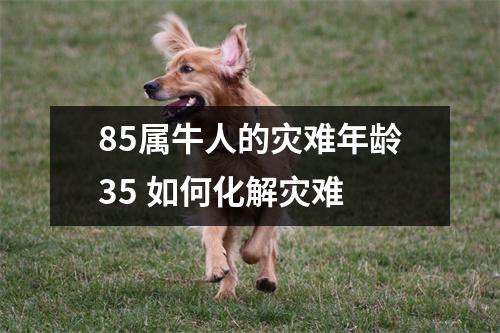 <h3>85属牛人的灾难年龄35如何化解灾难