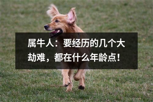 <h3>属牛人：要经历的几个大劫难，都在什么年龄点！